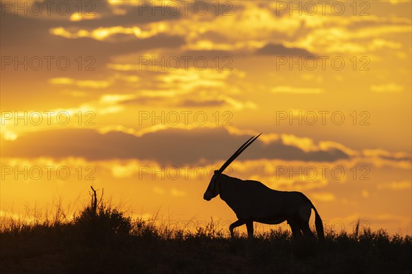 Gemsbok