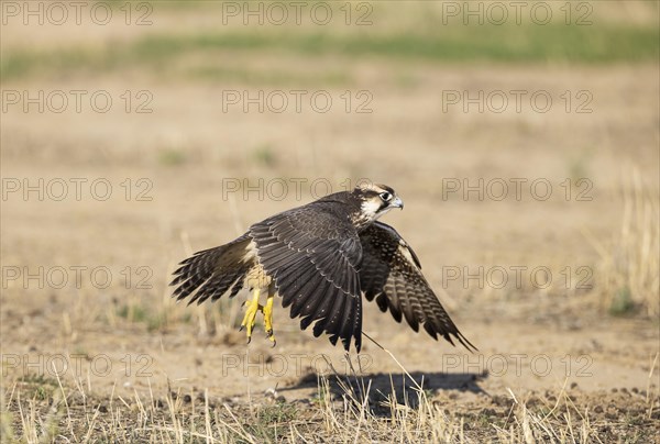 Lanner Falcon