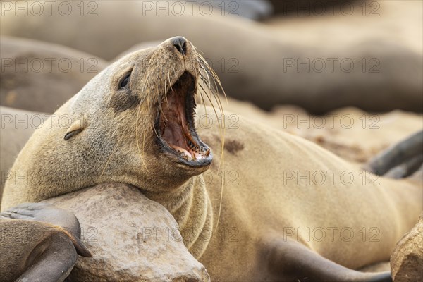 Cape Fur Seal