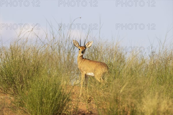 Steenbok