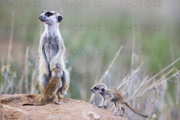 Suricate