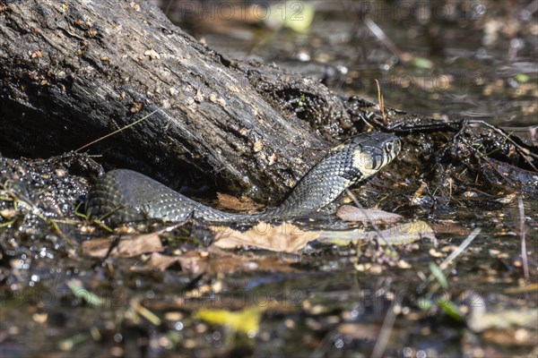 Grass snake