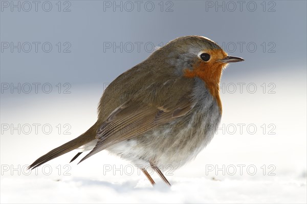 European robin