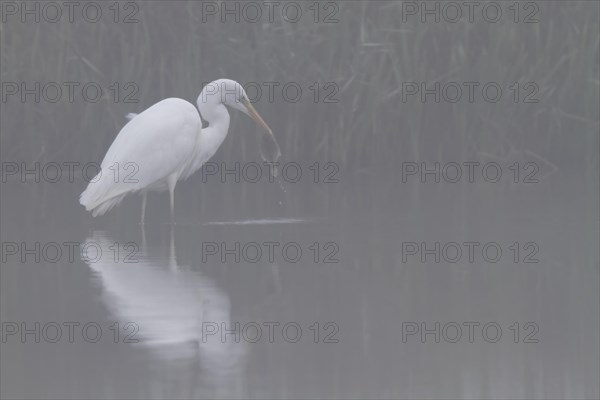 Great egret