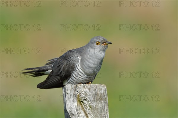 Common cuckoo