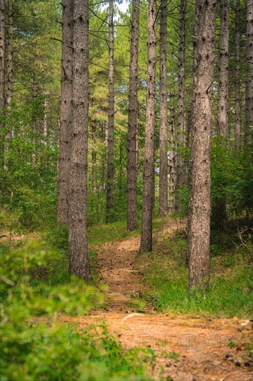 Small path through the pine forest in Kennemerland National Park