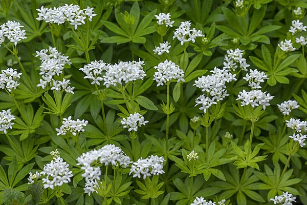 Flowering woodruff