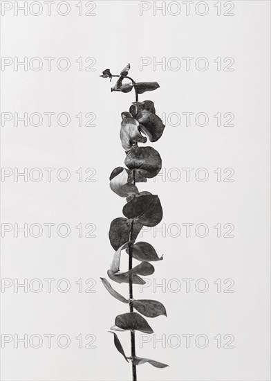 Top view plant with leaves