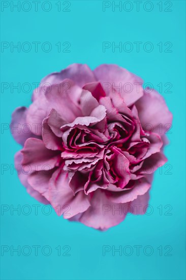 Lilac carnation turquoise