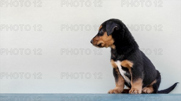 Side view cute dog white background