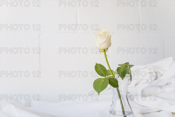 White rose is glass vase table