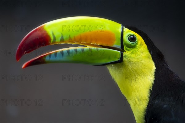 Keel-billed toucan