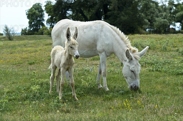 Mare with foal of the Austro-Hungarian White Baroque Donkey