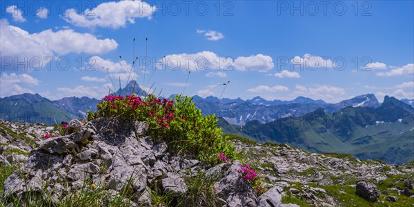 Alpine rose blossom