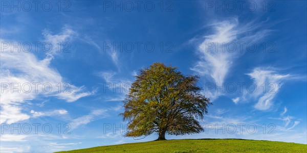 Common beech