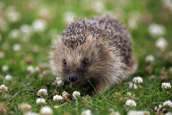 European hedgehog