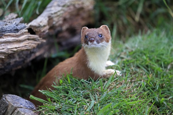 Ermine