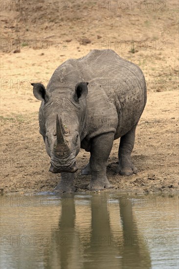 White rhinoceros