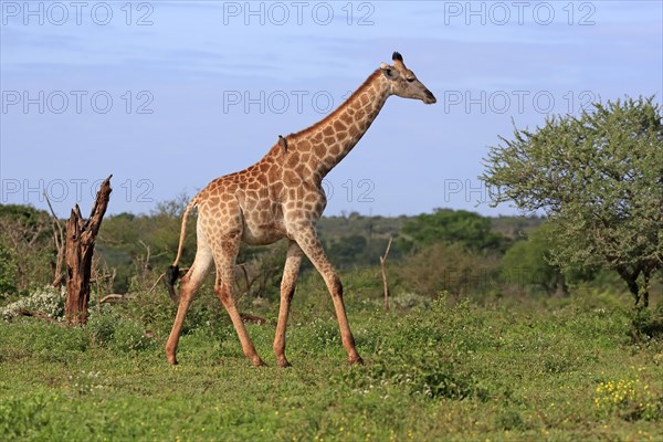 Southern giraffe