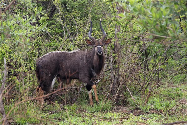 Nyala