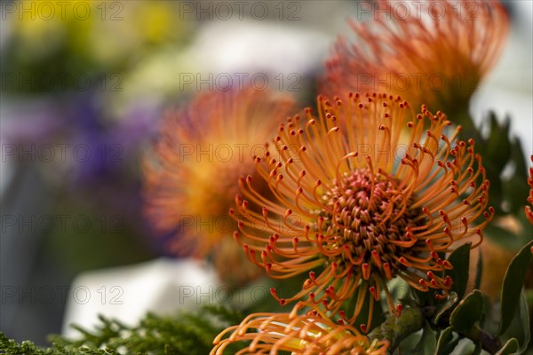 Red Pincushion