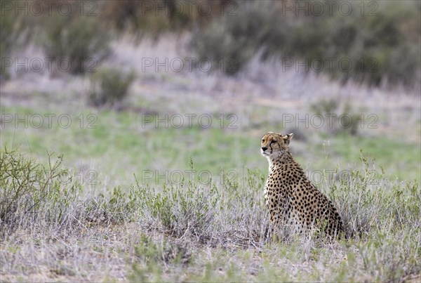 Cheetah