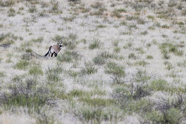 Gemsbok