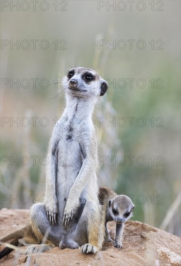 Suricate