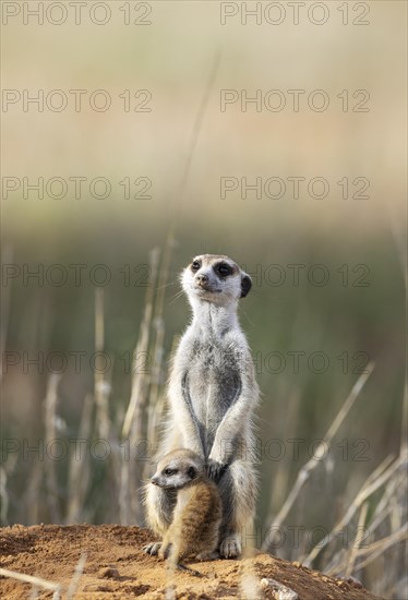 Suricate