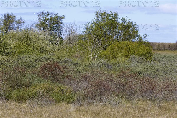 In the dunes of the island of Minsener Oog