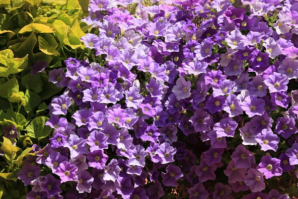 Purple flowering petunias