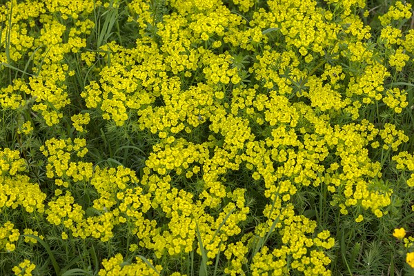 Cypress spurge