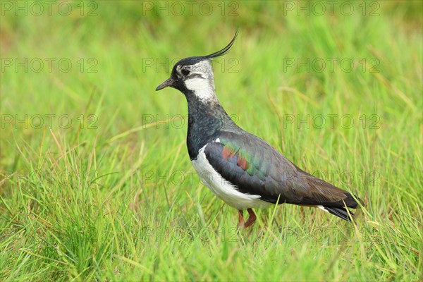 Northern lapwing