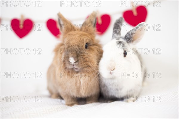 Rabbits near ornament hearts thread
