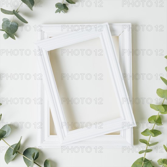 Stacked white border frames with green leaves twig white backdrop