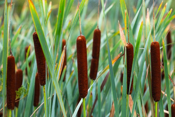 Cattail