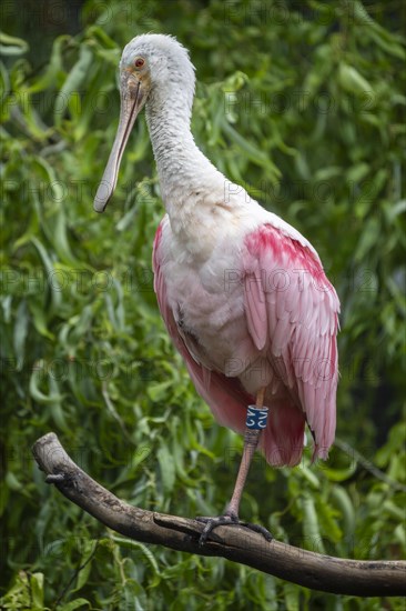 Roseate spoonbill