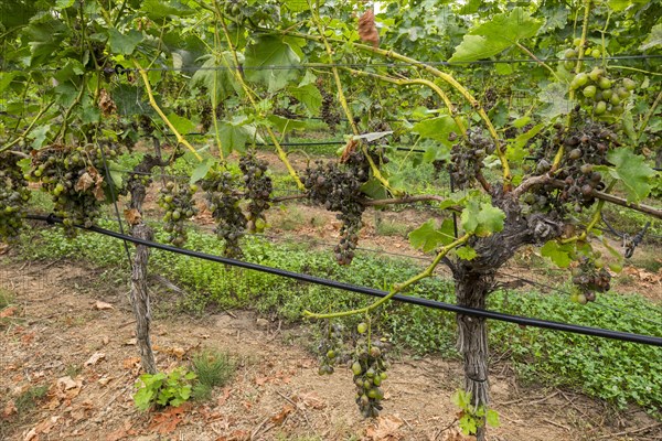 Grape diseases