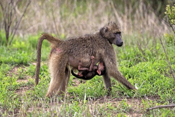 Bear baboon