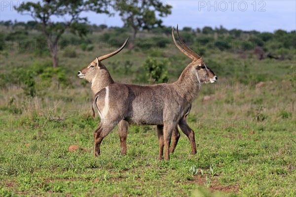 Ellipsen waterbuck