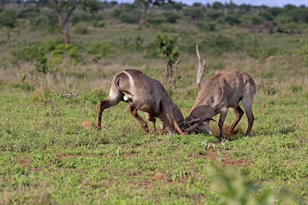 Ellipsen waterbuck