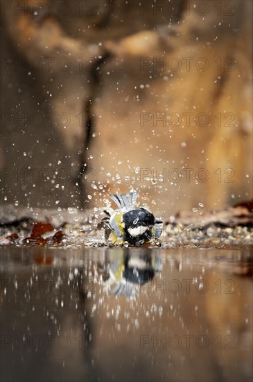 Great tit