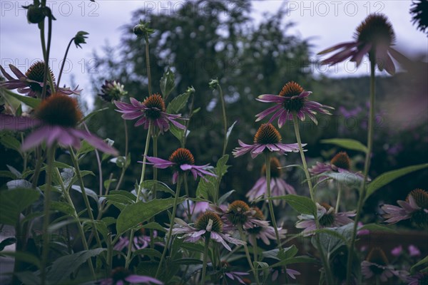 Coneflower