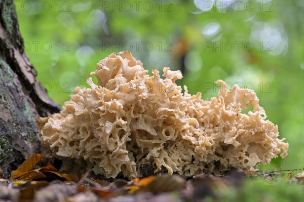 Wood cauliflower fungus