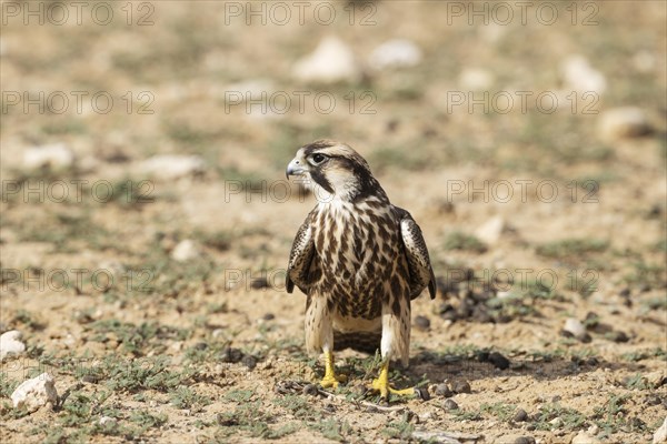 Lanner Falcon