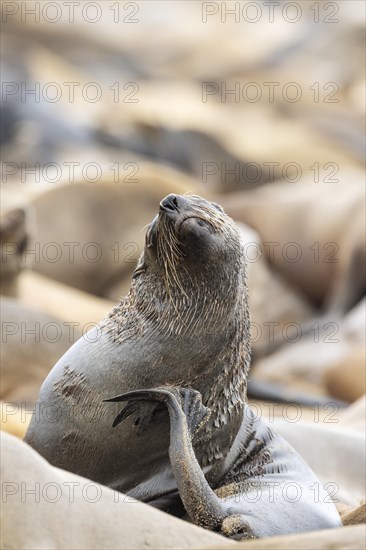 Cape Fur Seal