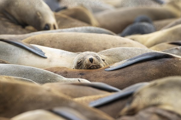 Cape Fur Seal