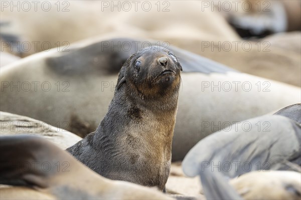 Cape Fur Seal