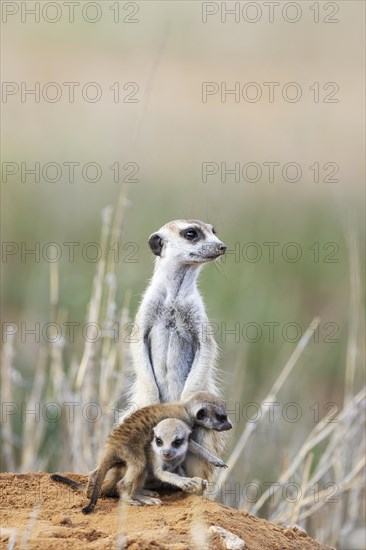 Suricate