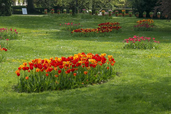 Tulip blossom